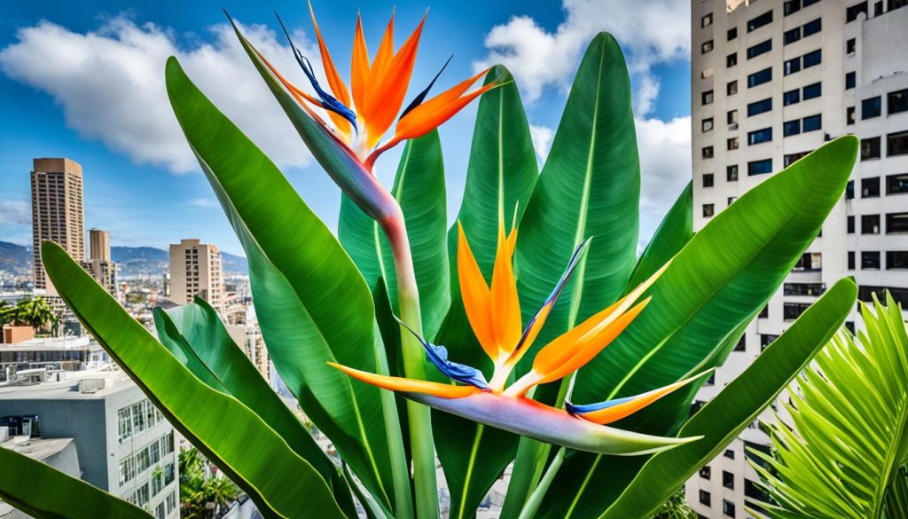 Strelitzia Nicolai